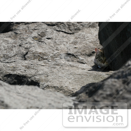 #1079 Picture of a Tabby Cat Peeking Out From Behind a Rock by Kenny Adams