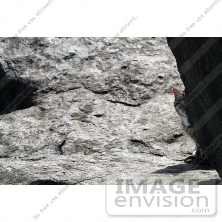 #1084 Picture of a Tabby Cat hiding Behind a Rock by Kenny Adams