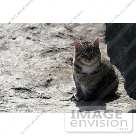 #1085 Picture of a Brown Tabby Kitten Sitting on a Boulder by Kenny Adams