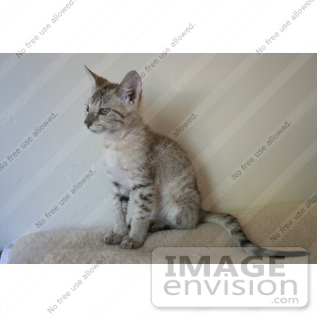#10856 F4 Savannah Kitten Sitting on a Heating Pad by Jamie Voetsch