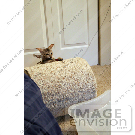 #10858 Picture of an F4 Savannah Kitten Catching a Feather Toy by Jamie Voetsch
