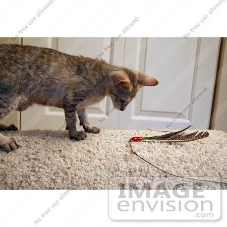 #10859 Picture of an F4 Savannah Kitten Playing by Jamie Voetsch