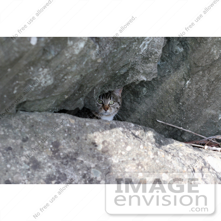 #1086 Picture of a Tabby Kitten Behind Boulders by Kenny Adams
