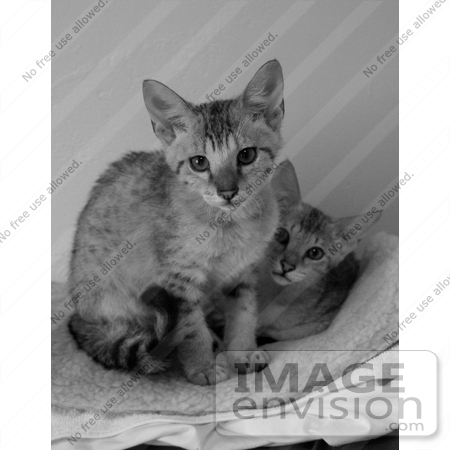 #10860 Picture of Savannah Kittens - Black and White by Jamie Voetsch