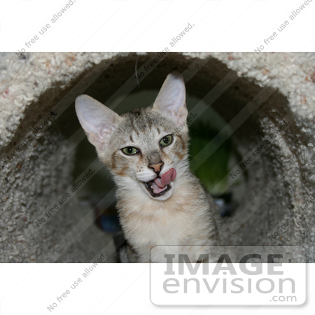 #10861 Picture of an F4 Savannah Kitten Licking His Chops by Jamie Voetsch