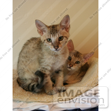 #10862 Picture of 2 Savannah Kittens by Jamie Voetsch