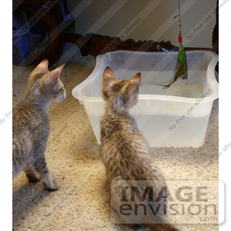 #10863 Picture of F4 Savannah Kittens Playing by Jamie Voetsch