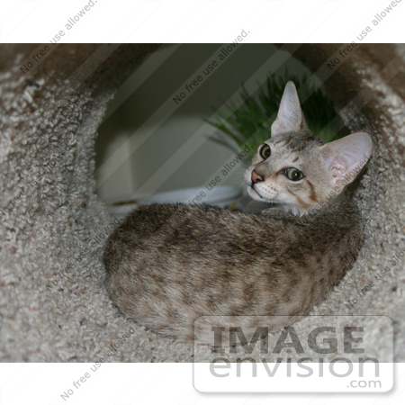#10864 Picture of an F4 Savannah Kitten in a Cat Tunnel by Jamie Voetsch