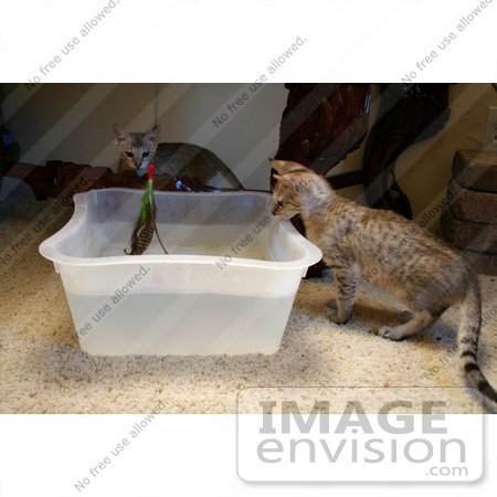 #10867 Picture of F4 Savannah Kittens Playing With Water by Jamie Voetsch
