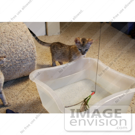 #10868 Picture of an F4 Savannah Kitten Playing by Jamie Voetsch