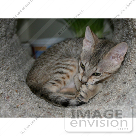 #10870 Picture of an F4 Savannah Kitten Grooming in a Tunnel by Jamie Voetsch