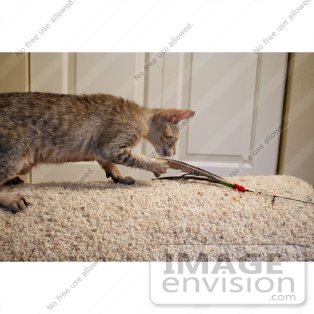 #10872 Picture of an F4 Savannah Kitten Catching a Toy by Jamie Voetsch