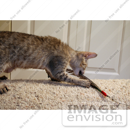 #10873 Picture of an F4 Savannah Kitten With a Toy by Jamie Voetsch