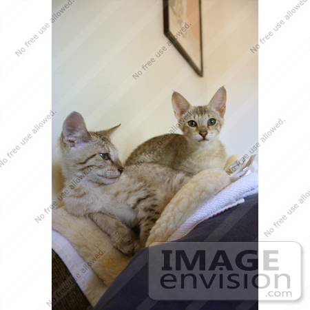 #10874 Picture of Two F4 Savannah Kittens on a Heating Pad by Jamie Voetsch