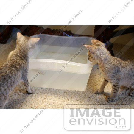 #10875 Picture of F4 Savannah Kittens Playing in Water by Jamie Voetsch