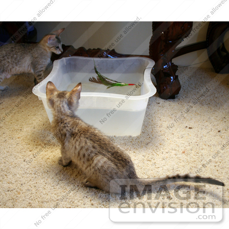 #10876 Picture of Kittens Playing With a Feather and Water by Jamie Voetsch