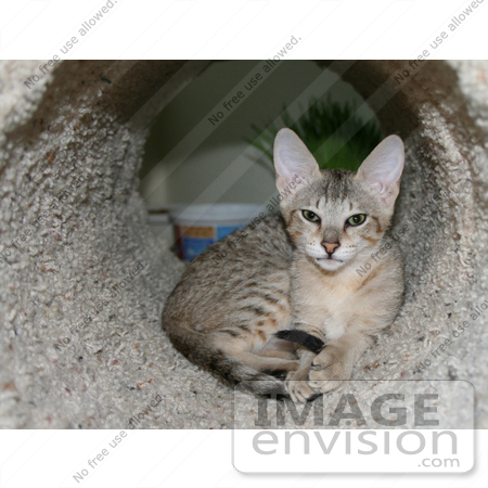 #10877 Picture of an F4 Savannah Kitten in a Tunnel by Jamie Voetsch