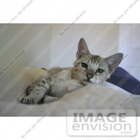 #10879 Picture of an F4 Savannah Kitten Resting by Jamie Voetsch