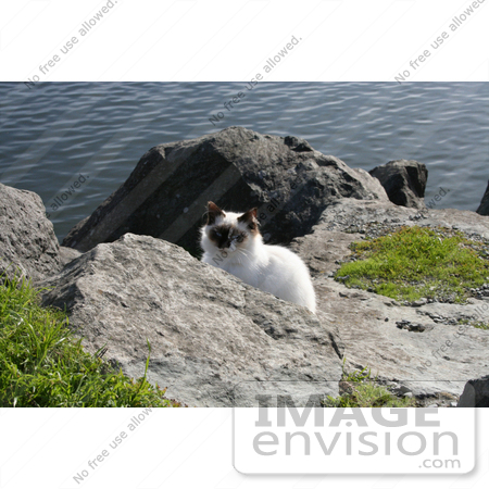 #1088 Image of a Stray Cat at the North Jetty Cats Sanctuary by Jamie Voetsch