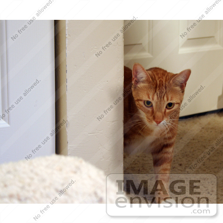 #10880 Picture of an Orange Cat by Jamie Voetsch