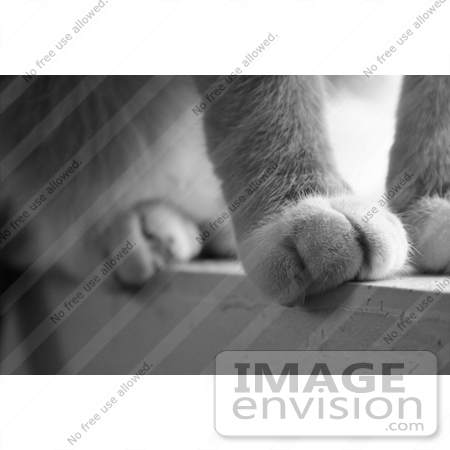 #10897 Stock Photo Cat’s Paws on a Window Sill by Jamie Voetsch