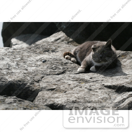#1090 Picture of an Old Stray Cat Laying on a Boulder by Kenny Adams
