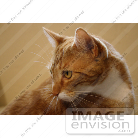 #10908 Picture of an Orange Cat by Jamie Voetsch
