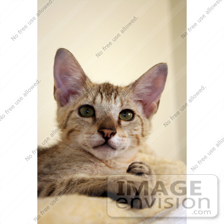 #10909 Picture of a Male Savannah Kitten by Jamie Voetsch