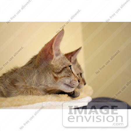 #10910 Picture of Curious Savannah Kittens by Jamie Voetsch