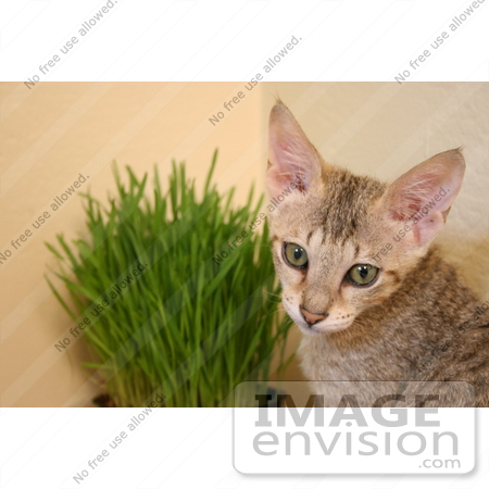 #10913 Picture of a Savannah Kitten With Wheatgrass by Jamie Voetsch