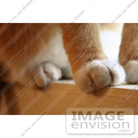 #10915 Picture of a Cat’s Paws on a Window Sill by Jamie Voetsch