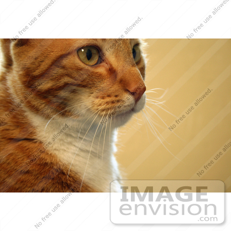 #10917 Picture of an Orange Cat’s Face by Jamie Voetsch