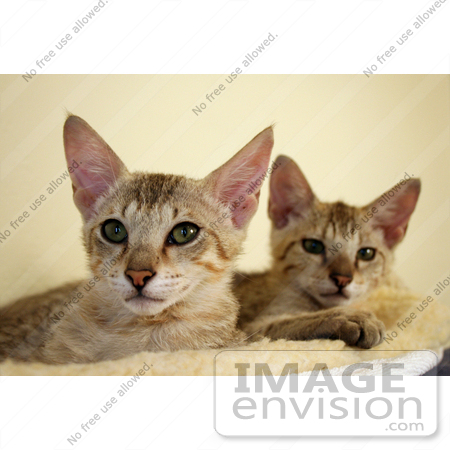 #10918 Picture of 14 Week Old Savannah Kittens by Jamie Voetsch