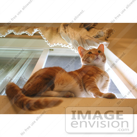#10919 Picture of an Orange Cat on a Window Sill by Jamie Voetsch
