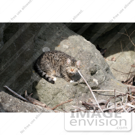 #1096 Picture of a Scared Stray Tabby Cat by Kenny Adams