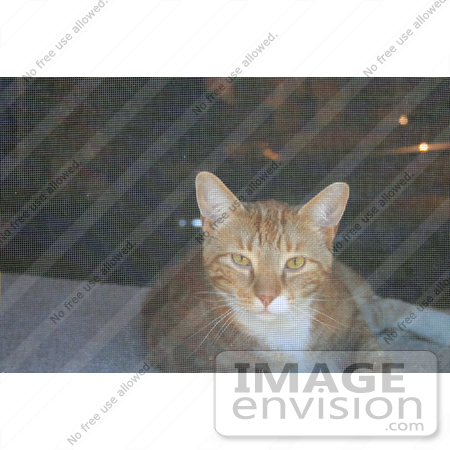 #10962 Picture of a Cat Looking Through Window Screen by Jamie Voetsch