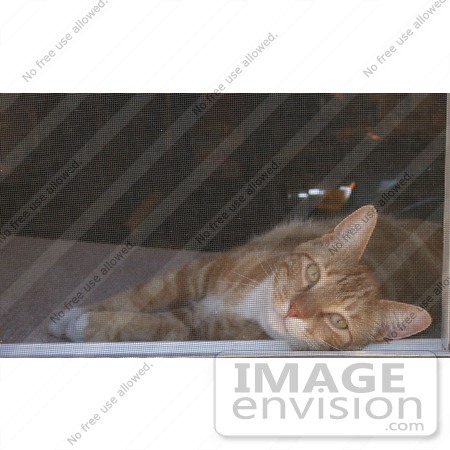 #10963 Picture of a Cat Looking Through Window Screen by Jamie Voetsch