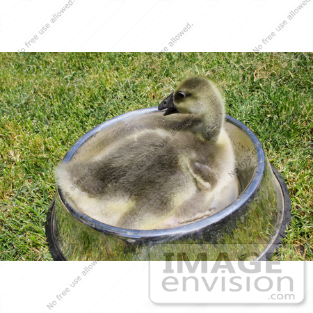 #10970 Picture of an African Gosling (Anser cygnoides) by Jamie Voetsch