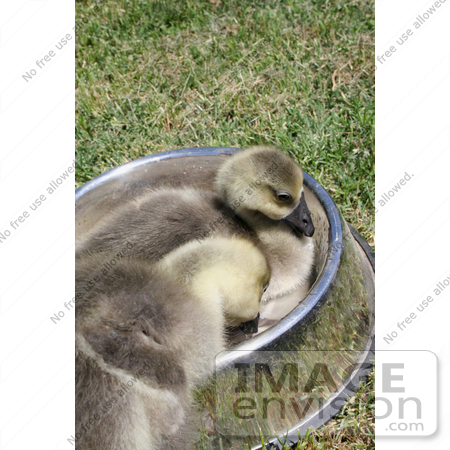 #10974 Picture of African Goslings (Anser cygnoides) by Jamie Voetsch