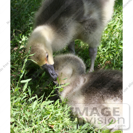 #10975 Picture of African Geese Goslings by Jamie Voetsch