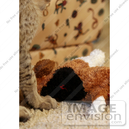 #10976 Picture of a Kitten With a Stuffed Dog Toy by Jamie Voetsch