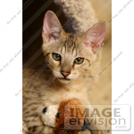 #10977 Picture of a Kitten With a Stuffed Toy by Jamie Voetsch