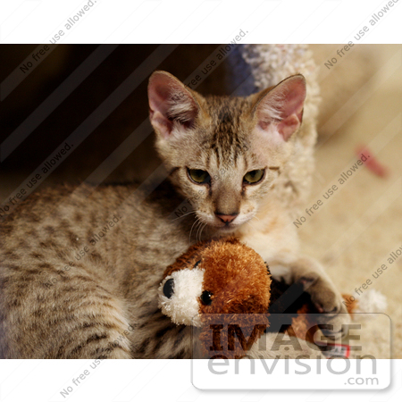 #10978 Picture of a Kitten Playing With a Toy by Jamie Voetsch
