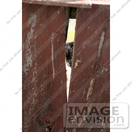#1098 Picture of a Cat Peeking Through a Fence by Kenny Adams