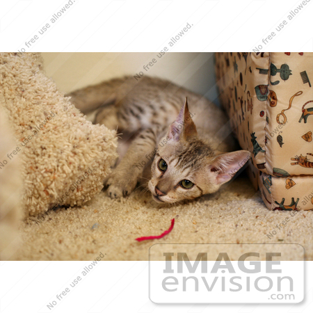 #10980 Picture of a Savannah Kitten by Jamie Voetsch