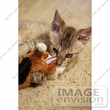 #10981 Picture of a Cat Playing With a Stuffed Dog Toy by Jamie Voetsch