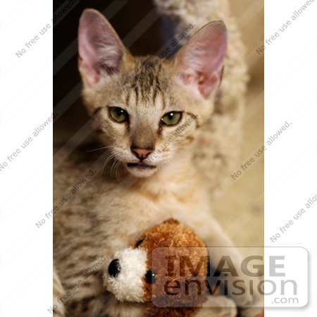 #10982 Picture of a Kitten With a Stuffed Dog Toy by Jamie Voetsch