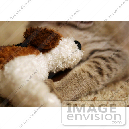 #10983 Picture of a Savanna Kitten With a Stuffed Doggie Toy by Jamie Voetsch