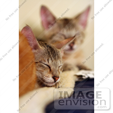 #10984 Picture of Kittens Resting on a Heating Pad by Jamie Voetsch
