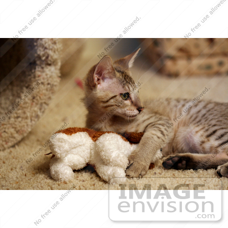 #10986 Picture of a Frisky Savannah Kitten by Jamie Voetsch